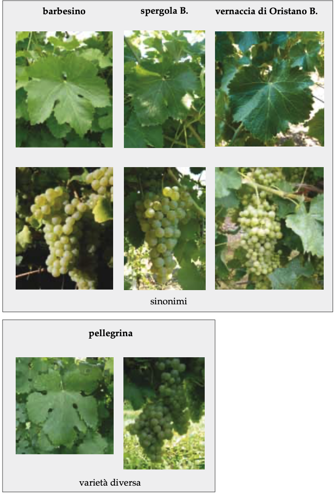 Schermata 2023-05-18 alle 10.11.24.png